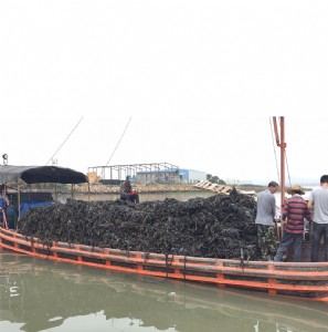 霞浦特产散装海带干货海带结头丝板片整捆批发1吨海产品1千斤