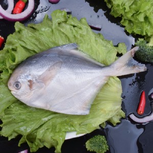 小银鲳鱼新鲜海鲜 冷冻白鲳鱼 霞浦县海津食品有限公司